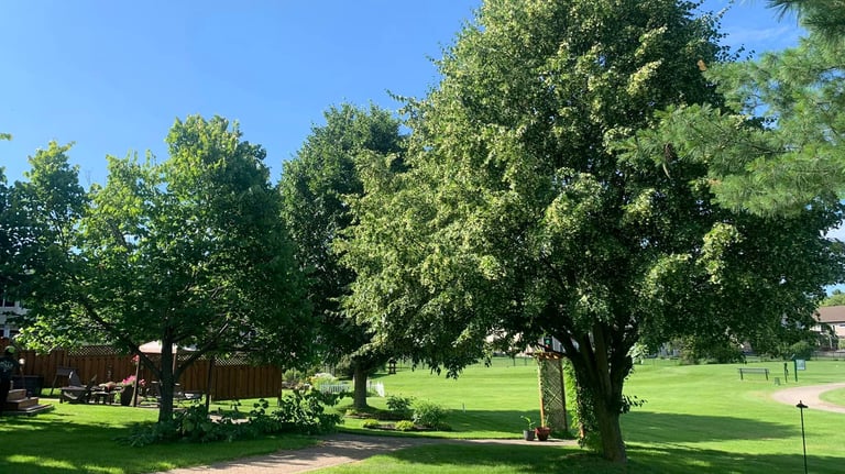 tree planting services in north bay and area