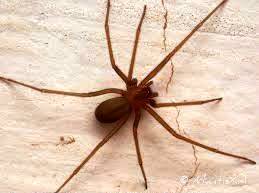 aranhas Dedetização e Controle de Pragas Urbanas