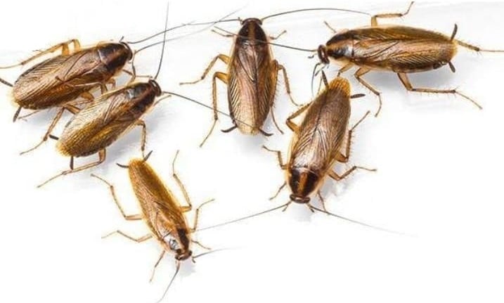 Barata Francesinha (Blattella germanica)