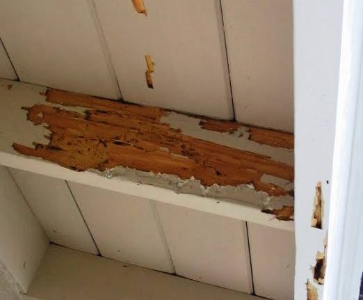 O que são cupins de madeira seca? São pragas que vivem dentro da própria madeira que consomem.Por is