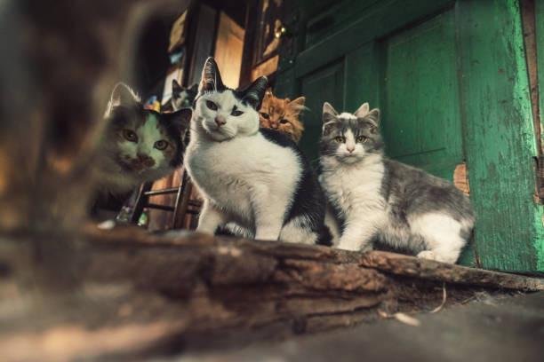 a group of cats sitting on a rotting floor in a hoarder house