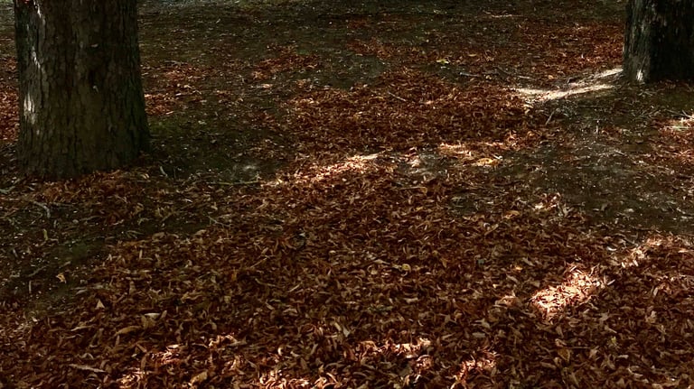 Ramassage de feuilles à Soisy-sur-Seine et aux alentours.