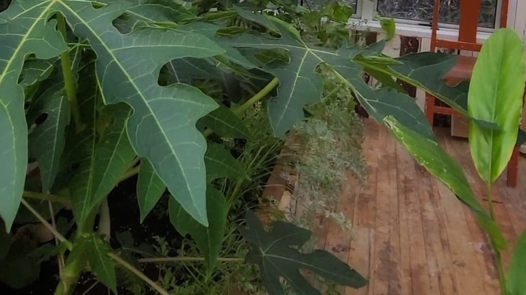 greenhouse papaya