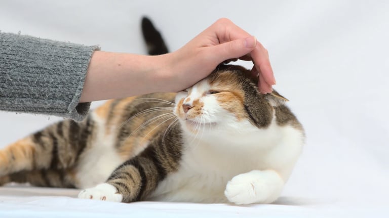 Un chat tricolore couché en train de se faire caresser la tête