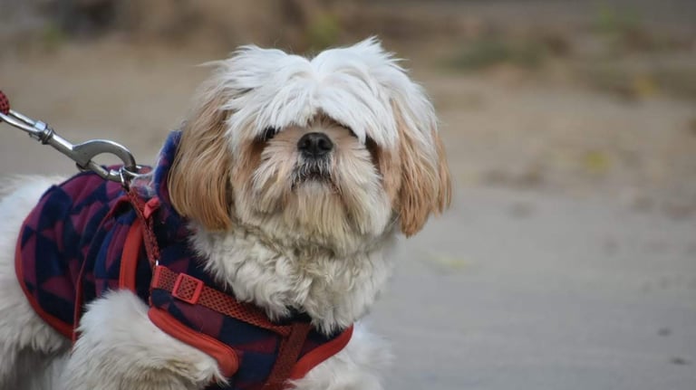 dog boarding pet care hostel creche 