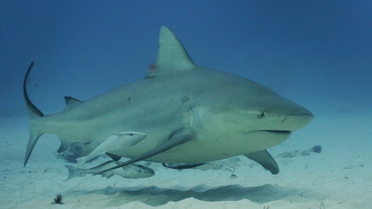 requin-bouledogue