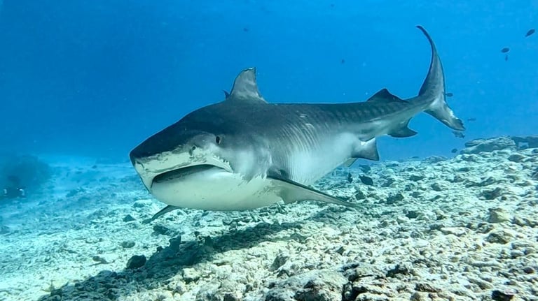 requin tigre de face dans une mer bleue sur un fond avec des rochers