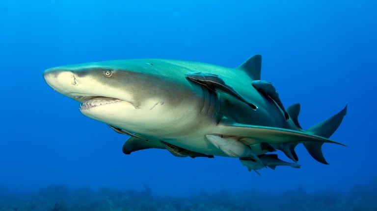 requin-citron