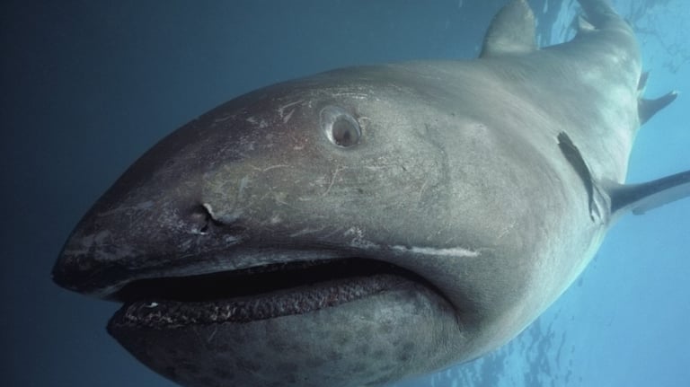 requin-grande-gueule