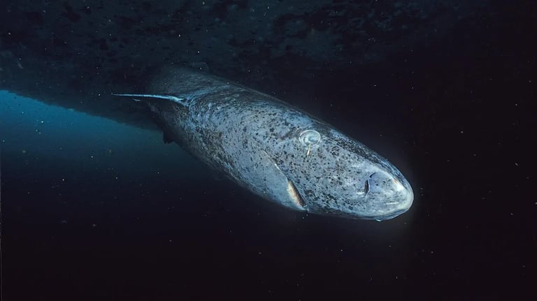 requin-groenland