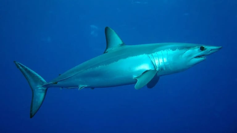 requin-mako