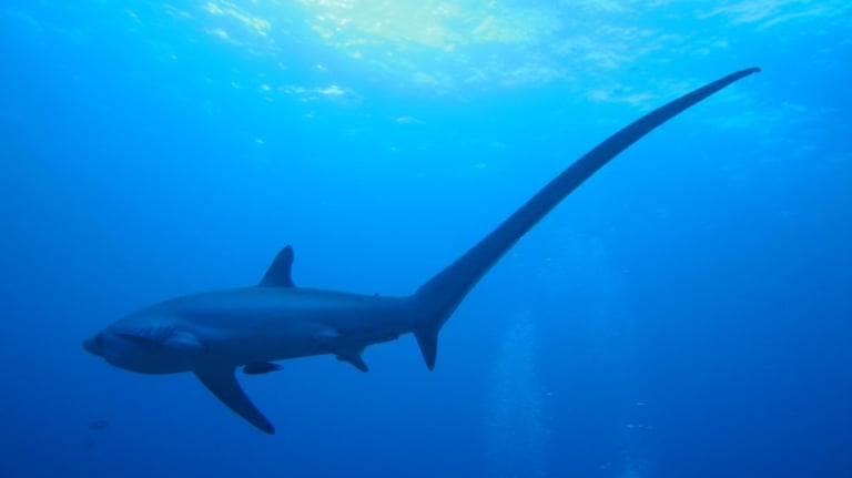 requin-renard