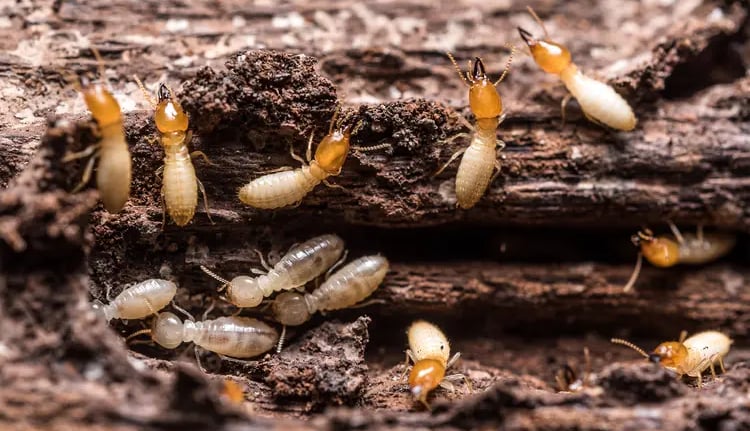 Caste of termites foraging.