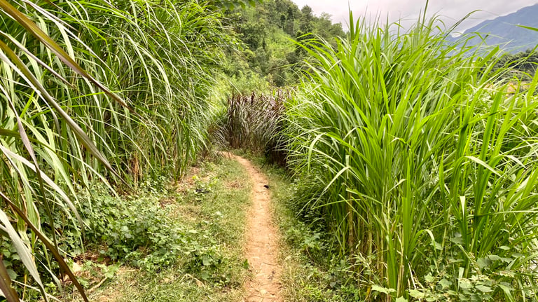 a path leading to a lush green field