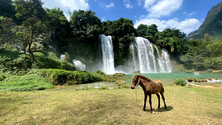 a horse standing in front of a waterfall