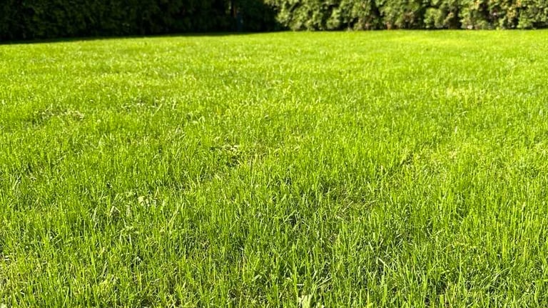 Tvarkingai užaugusi pasėta veja