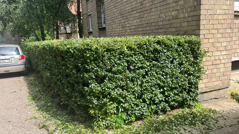 Apgenėta gyvatvorė