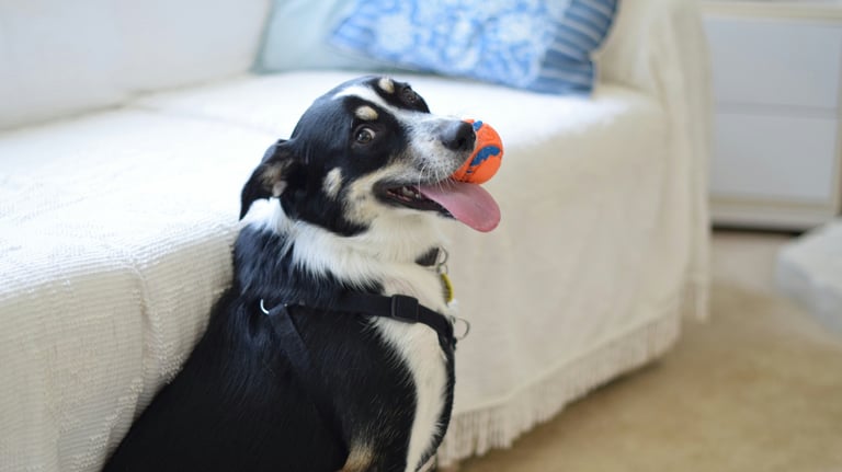 Dog coaching