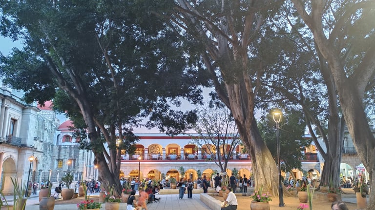 Oaxaca city Zócalo with giant tree at nightfall