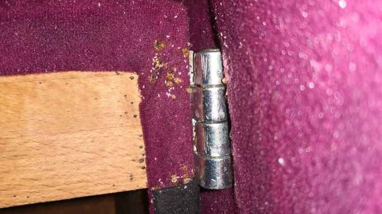 ágyi poloska petéi