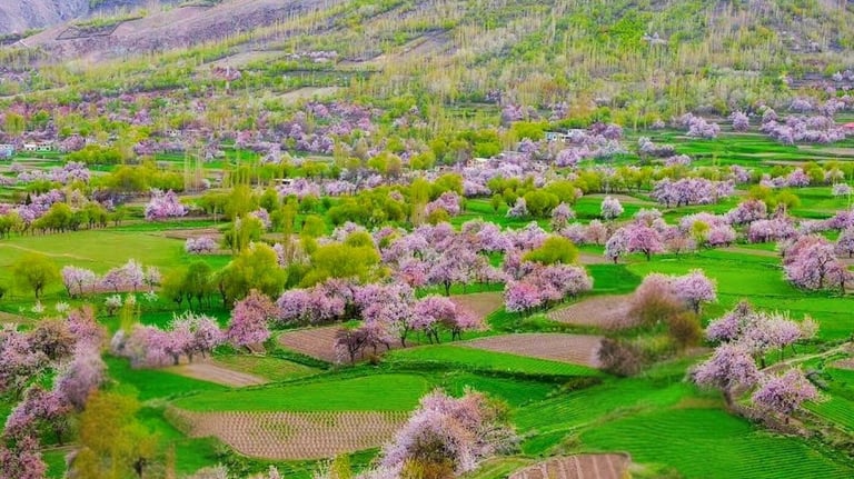 Chunda valley Skardu in summer