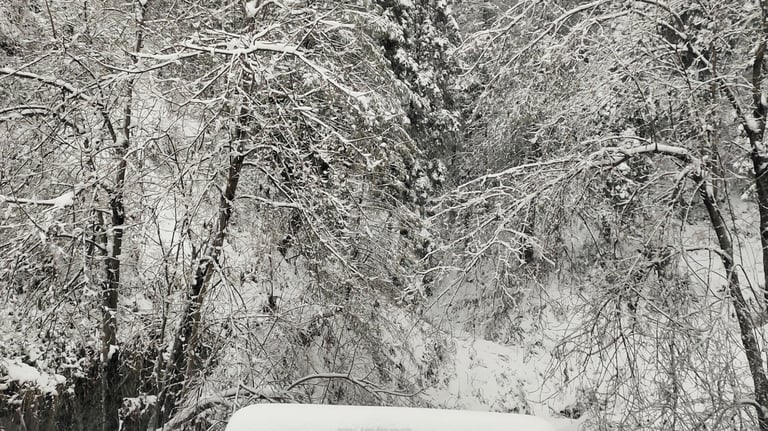 a snow covered forest at Nathiagali in winters 