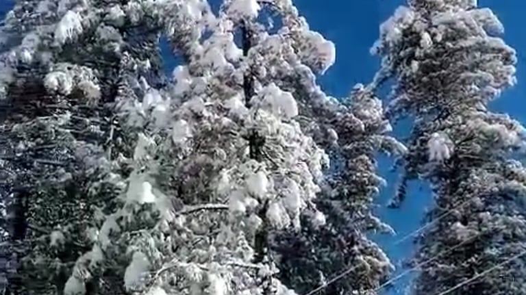 Snow covered plants at thandiani 