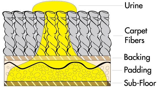 pet urine contamination close up diagram