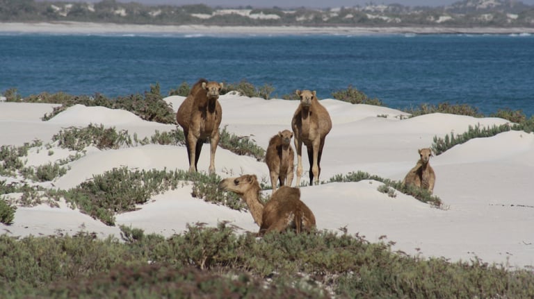 Socotra guide
