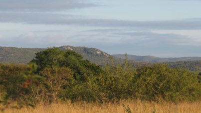 Albizia self catering tented accommodation vista in Hluhluwe