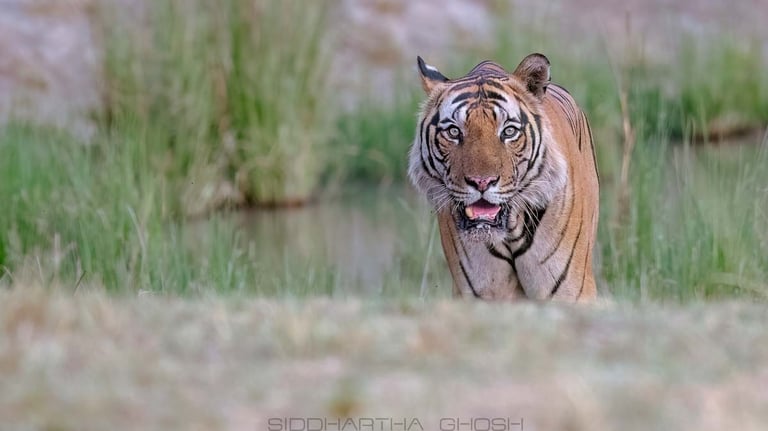 Huge male tiger approaching the vehicle during safari