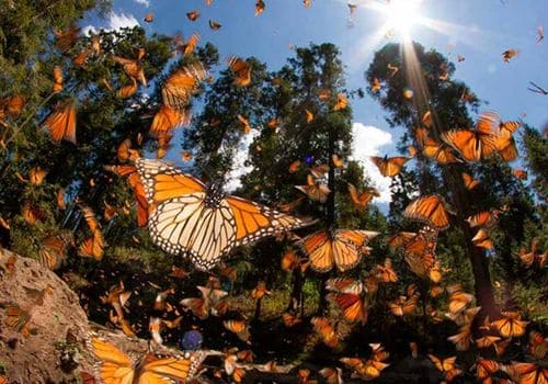 mariposas monarca - - Tour mariposa monarca saliendo de morelia