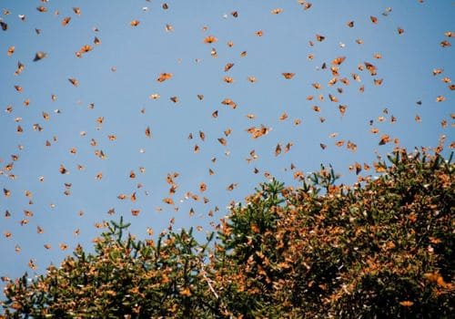 mariposas monarca volando - Tour mariposa monarca saliendo de morelia