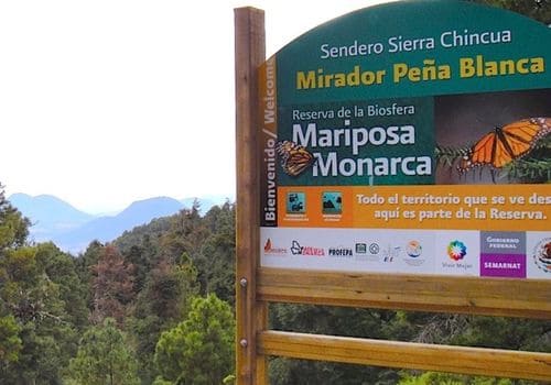santuario de la mariposa - Tour mariposa monarca saliendo de morelia