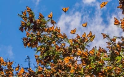 Tour Mariposa Monarca