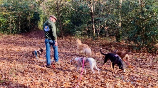 Bouton pour aller sur le service balade en forêt