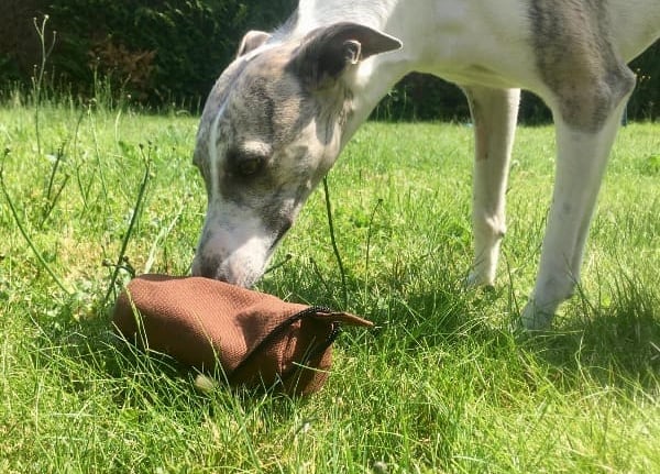 Bouton pour aller sur le service Nosework