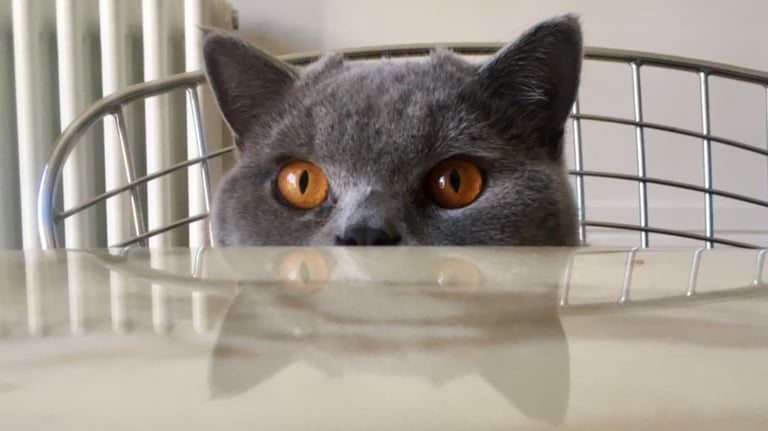 Bouton pour aller sur le service visite à domicile