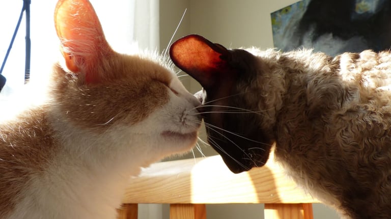 Bouton pour aller sur le service comportement chat