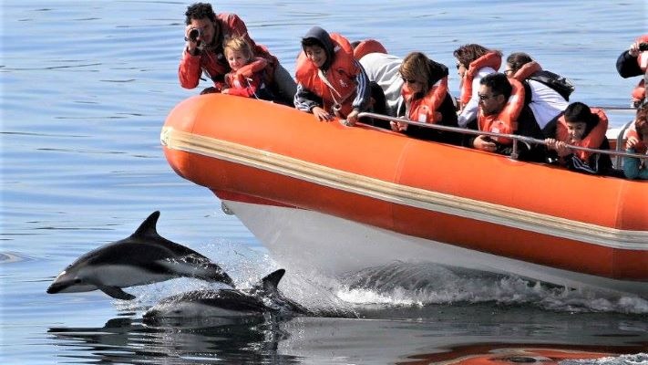 Avistaje de delfines