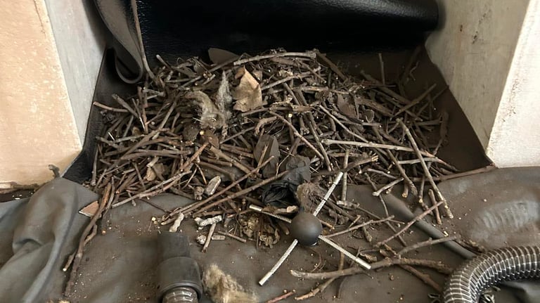 Chimney birds nest removal
