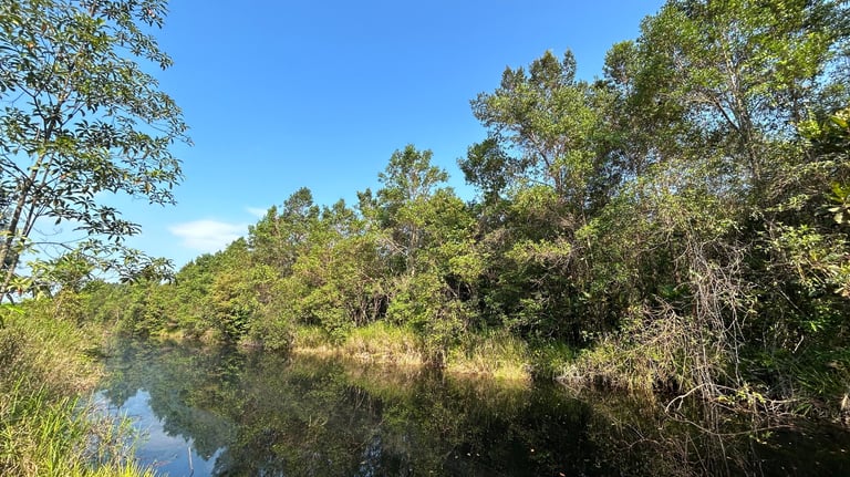 Dense peat swamp forest ecosystem in Malaysia, key habitat for biodiversity and carbon storage