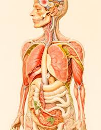 anatomia umana