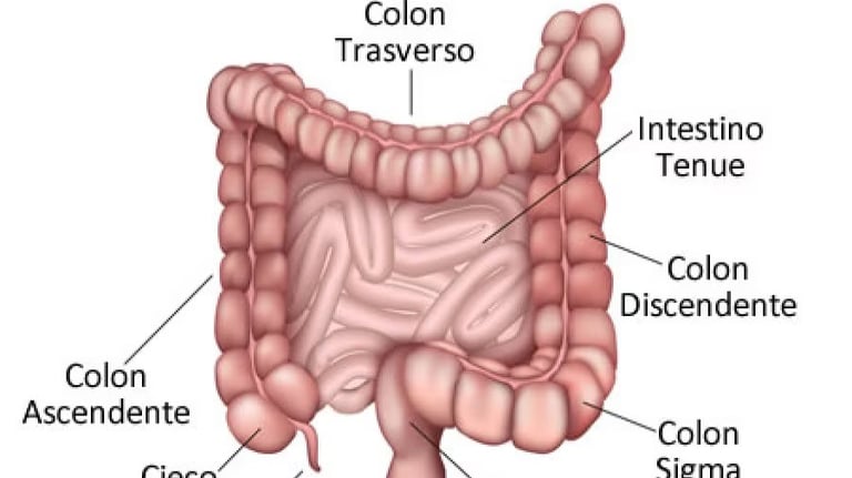 intestino tenue e crasso