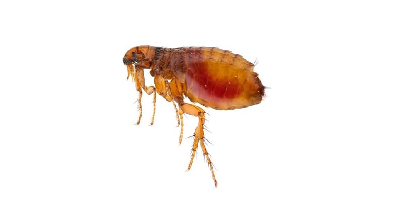 close up of cat flea