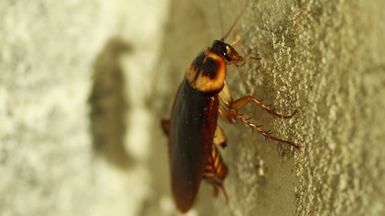 cockroach climbing on wall