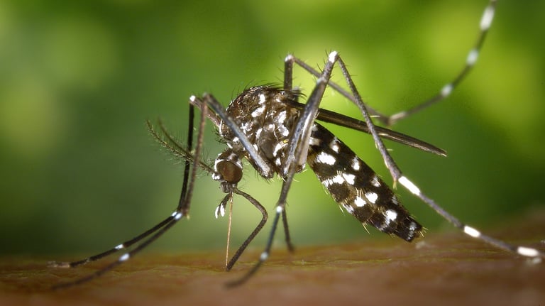 aedes mosquito 