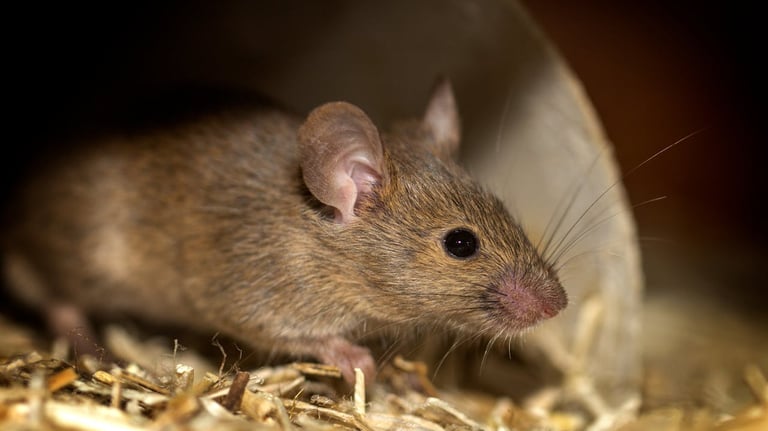 Rat hiding in burrow