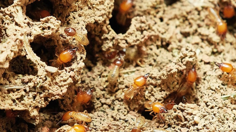 Termite colony on ground