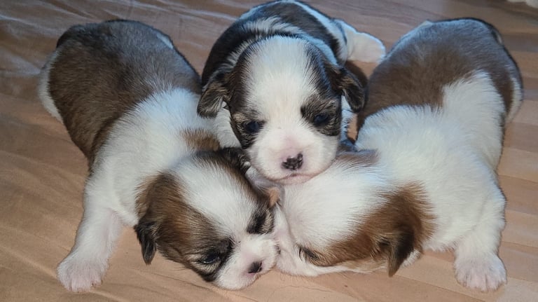 MalShi Maltese Shih Tzu Mix